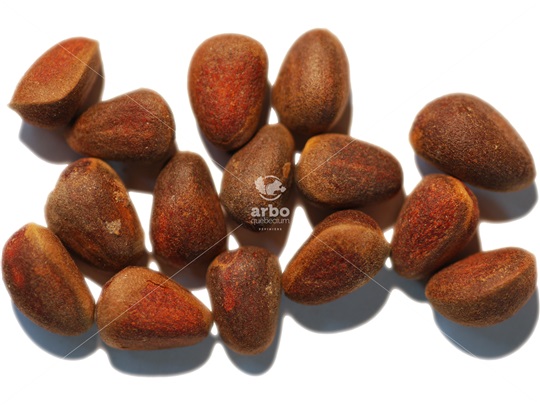 Siberian Pine nuts
