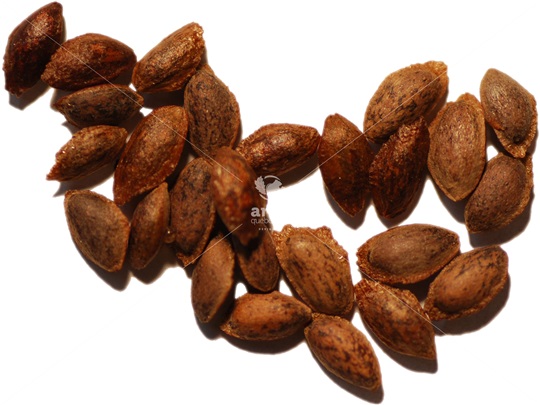 Eastern White Pine seeds