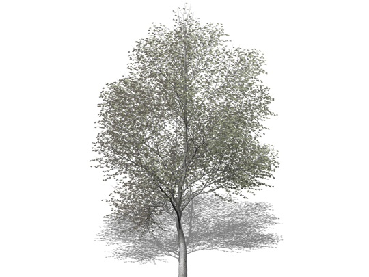 Representation of the Balsam Poplar