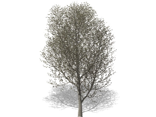 Representation of the Eastern Cottonwood