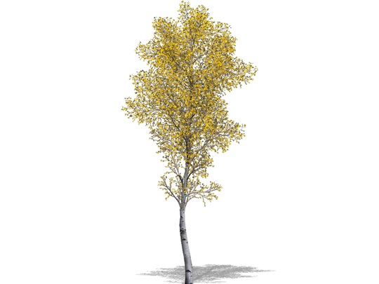 Representation of the Trembling Aspen