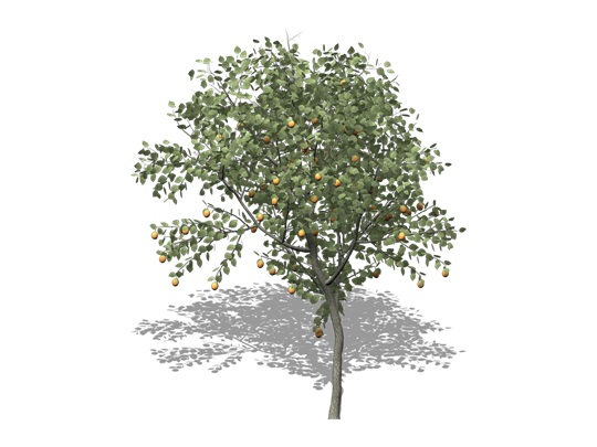 Representation of the American Plum