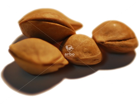 American Plum kernels