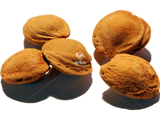 Manchurian Apricot kernels