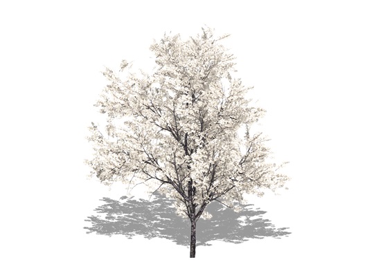 Representation of the Canada Plum