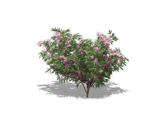 Representation of the Dwarf Russian Almond