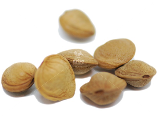 Dwarf Russian Almond