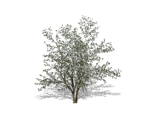 Representation of the Choke-Cherry