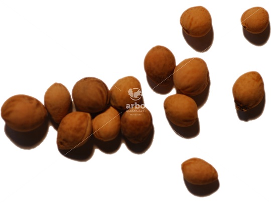Choke-Cherry kernels