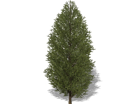 Representation of the Douglas-fir