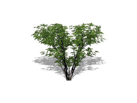 Representation of the Common Hoptree