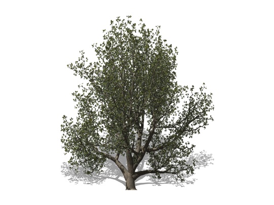 Representation of the White Oak