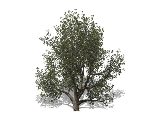 Représentation du chêne blanc