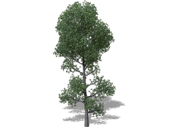 Représentation du chêne bicolore