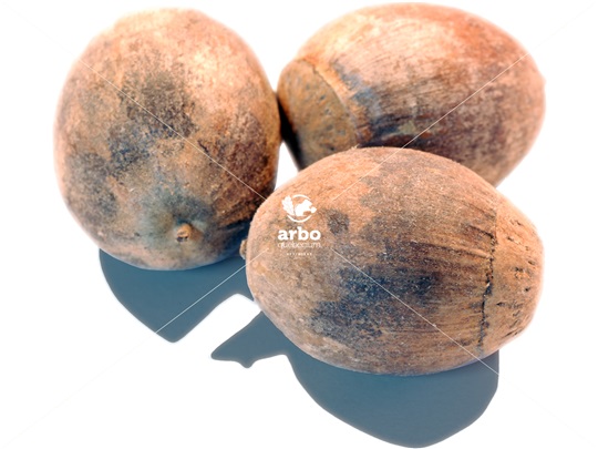 Swamp White Oak nuts (acorns)