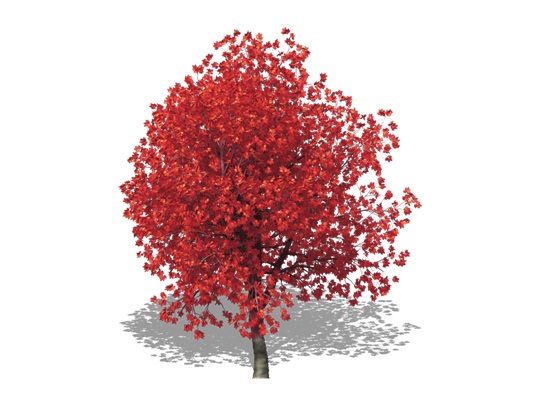 Representation of the Scarlet Oak