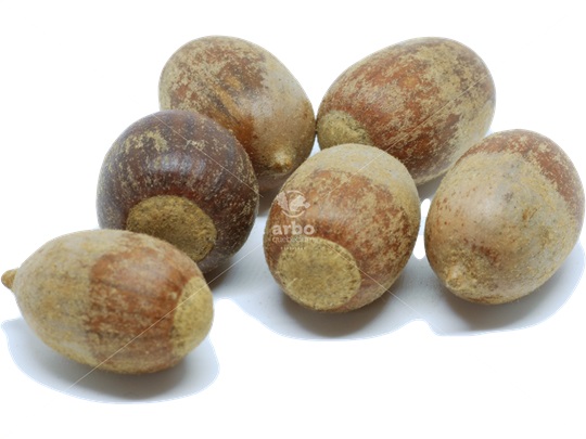 Scarlet Oak acorns