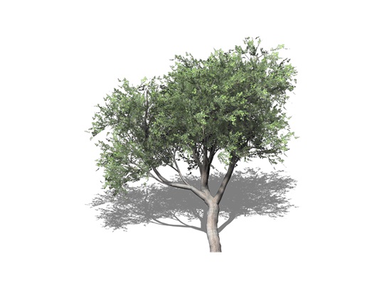 Representation of the Bear Oak