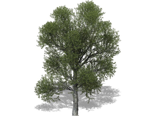 Representation of the Shingle Oak