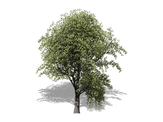 Representation of the Overcup Oak