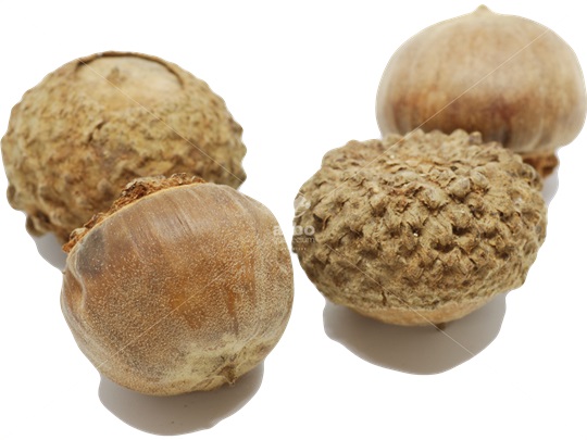 Overcup Oak acorns