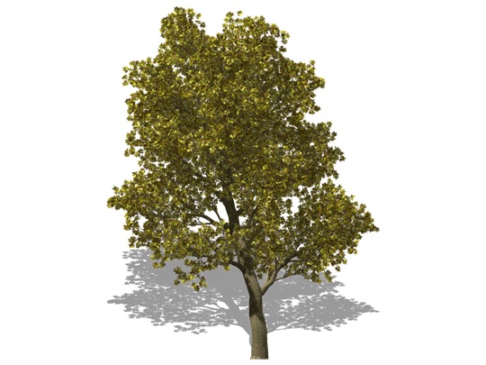 Representation of the Bur Oak