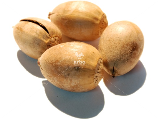 Bur Oak nuts (acorns)