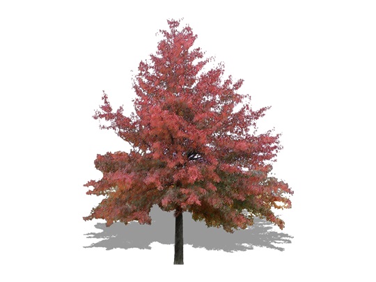 Representation of the Pin Oak