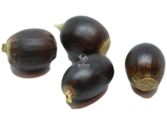 Dwarf Chinquapin Oak