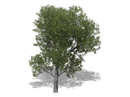 Representation of the Chestnut Oak