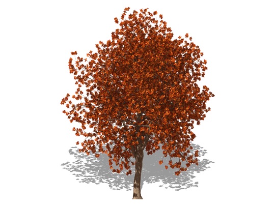 Représentation du chêne rouge