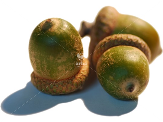 Red Oak acorns