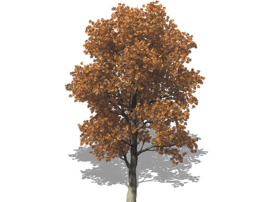 Representation of the Black Oak