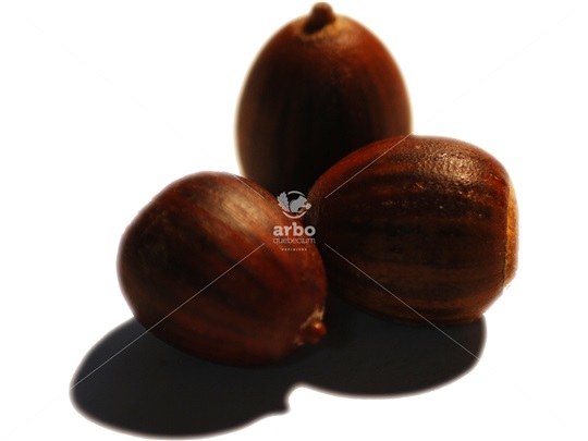 Black Oak acorns