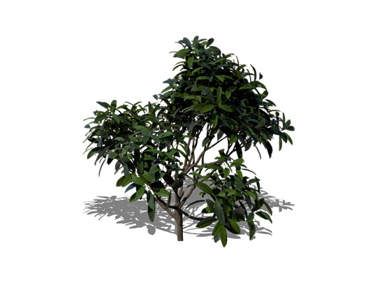 Representation of the Rosebay Rhododendron