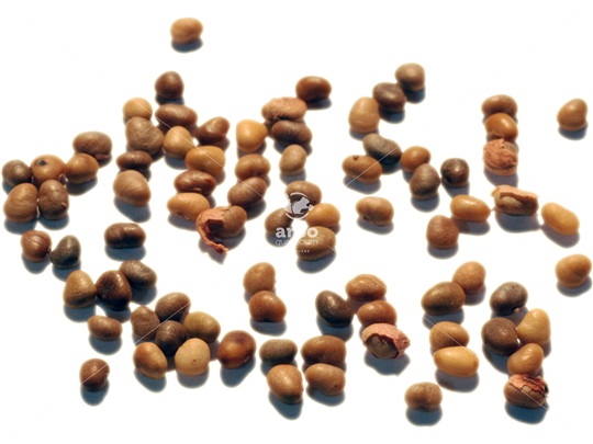 Smooth Sumac pyrenes