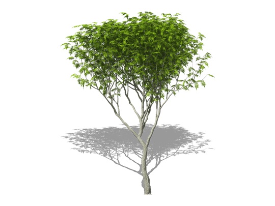 Representation of the Staghorn Sumac