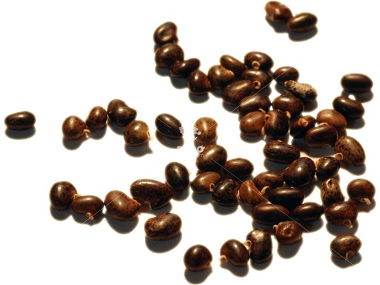 Bristly Locust seeds