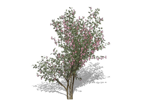 Représentation du robinier rose