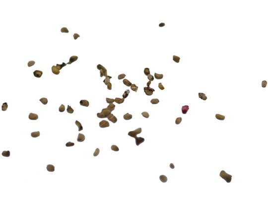Purple-Flowered Raspberry seeds