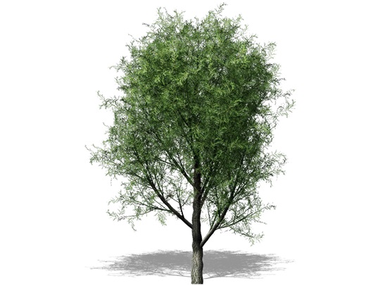 Représentation du saule noir