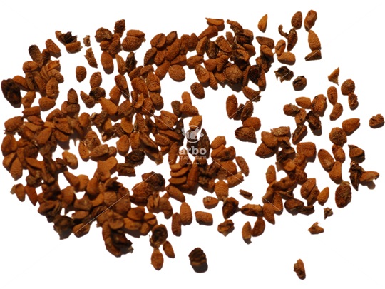 American Elder seeds