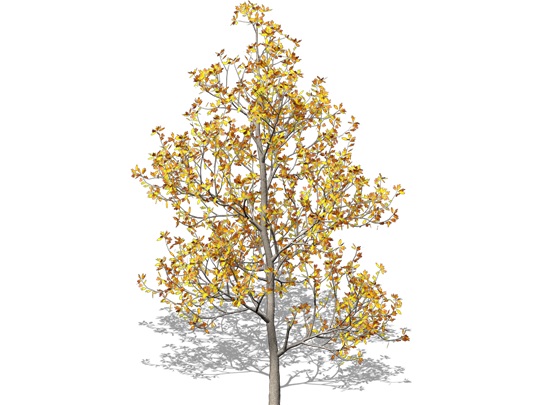 Representation of the Sassafras