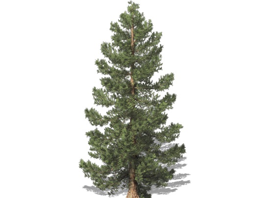 Representation of the Giant Sequoia
