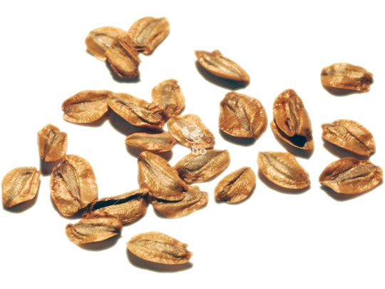 Giant Sequoia seeds