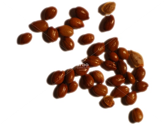 Silver Buffaloberry seeds