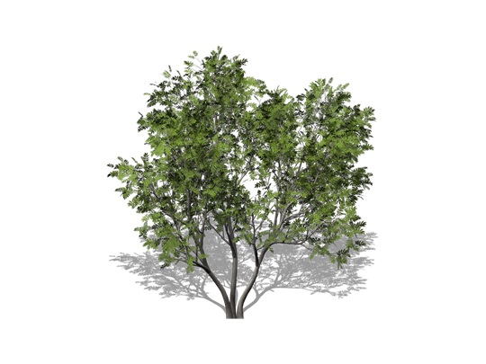 Representation of the American Mountain-ash