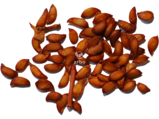 American Mountain-ash seeds