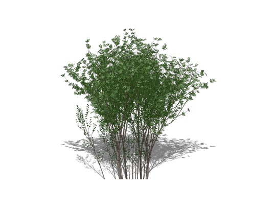 Representation of the American Bladdernut 