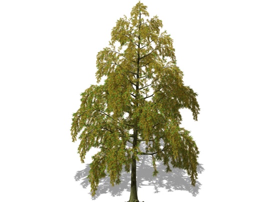 Representation of the Bald-Cypress